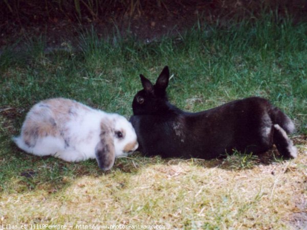 Photo de Lapin