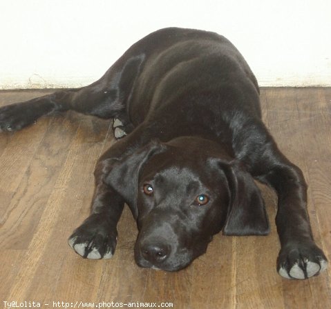 Photo de Labrador retriever