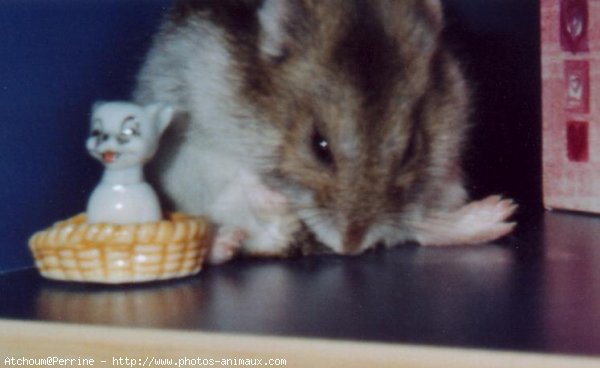 Photo de Hamster