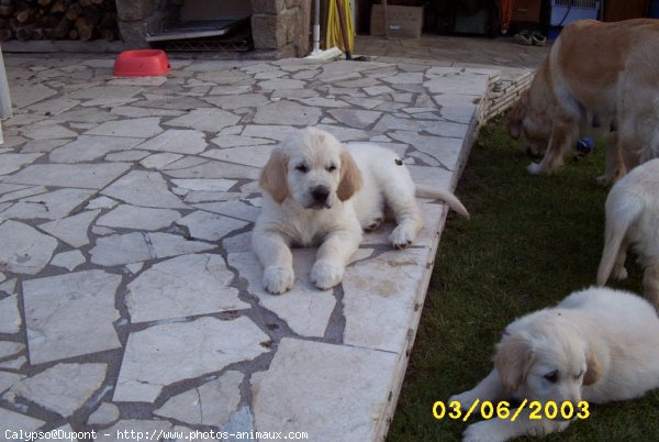 Photo de Golden retriever