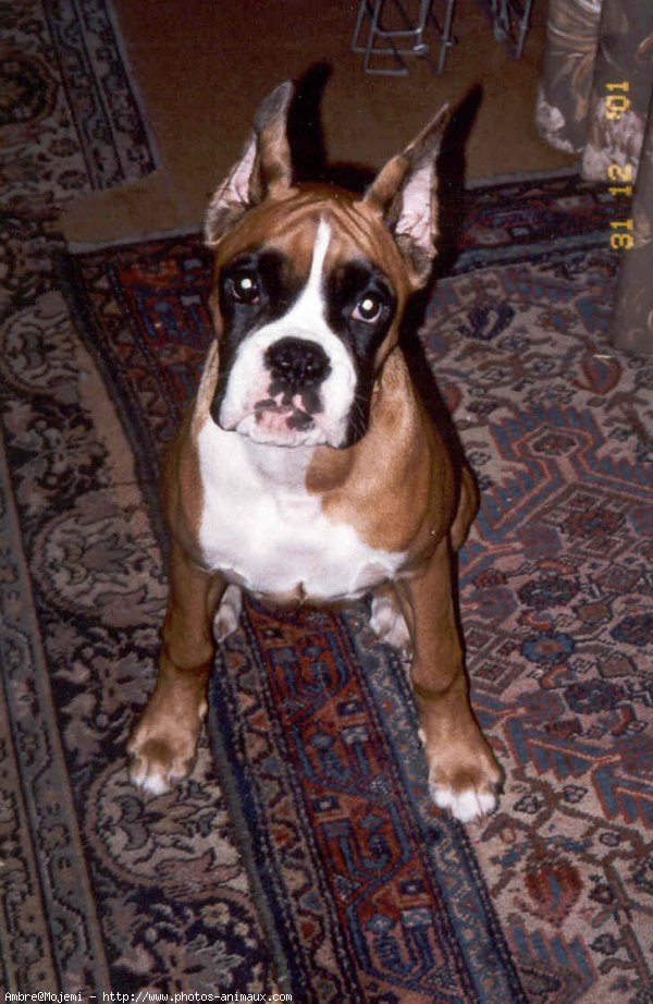 Photo de Boxer