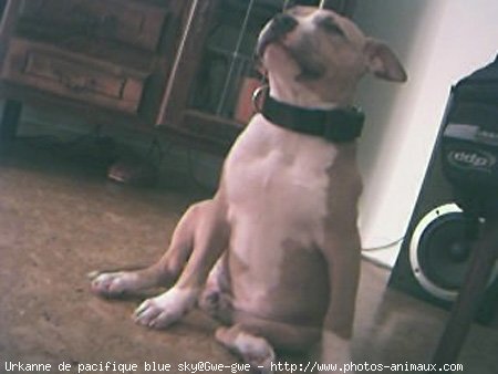 Photo d'American staffordshire terrier