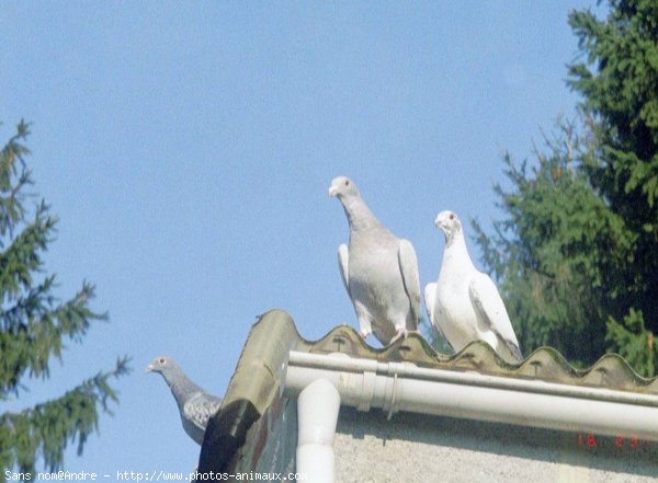 Photo de Pigeon