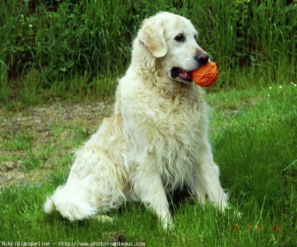 Photo de Golden retriever