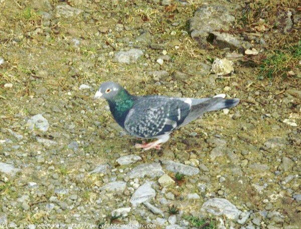 Photo de Pigeon