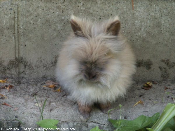 Photo de Lapin