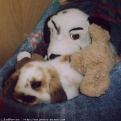 Photo de Lapin