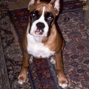 Photo de Boxer