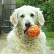 Photo de Golden retriever