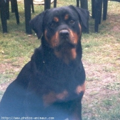 Photo de Rottweiler