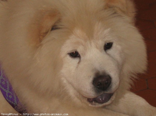 Photo de Chow chow