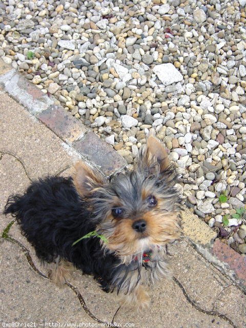 Photo de Yorkshire terrier