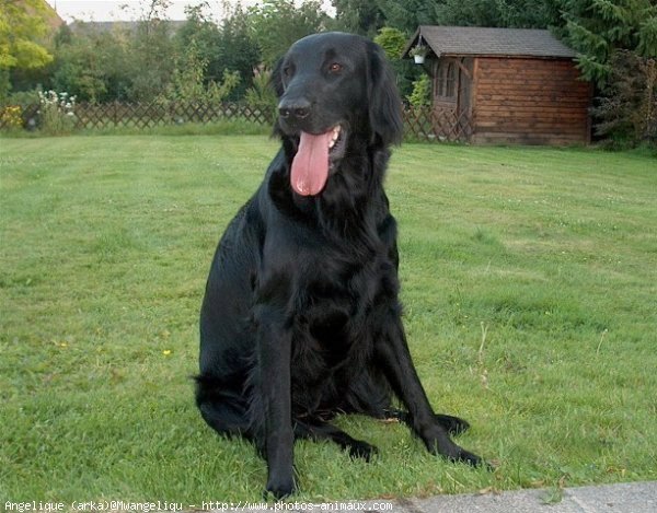 Photo de Retriever  poil plat