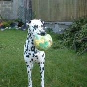 Photo de Dalmatien