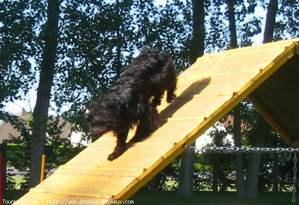 Photo de Chien de berger des pyrenes  poil long