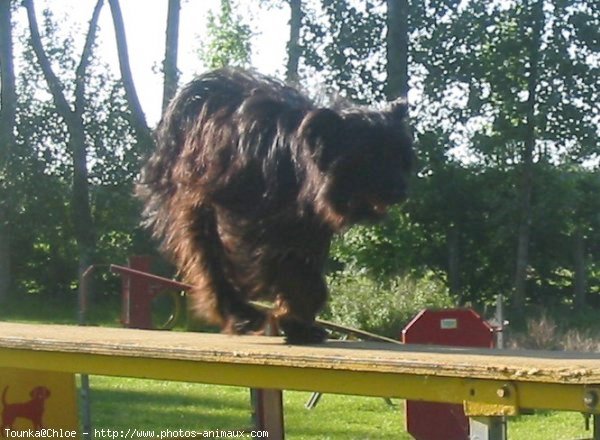 Photo de Chien de berger des pyrenes  poil long