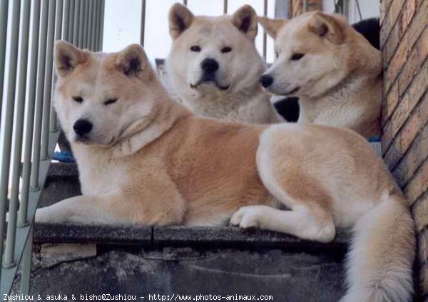 Photo d'Akita inu