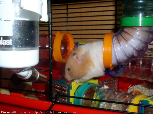 Photo de Hamster