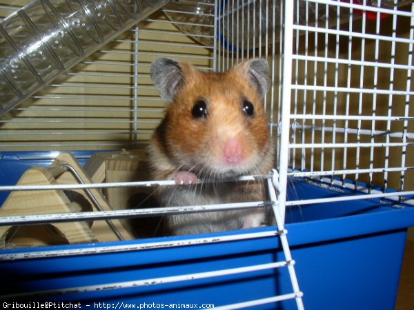 Photo de Hamster