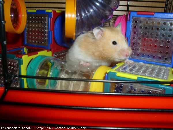 Photo de Hamster