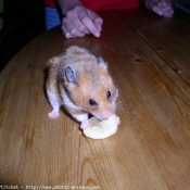 Photo de Hamster