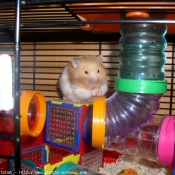 Photo de Hamster