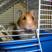 Photo de Hamster