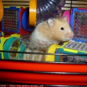 Photo de Hamster