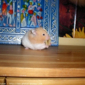 Photo de Hamster