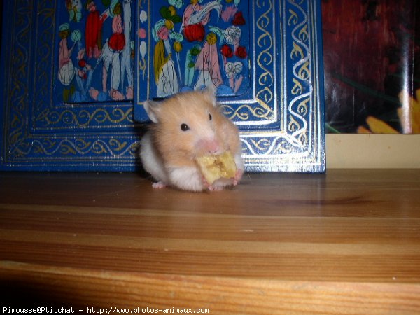 Photo de Hamster