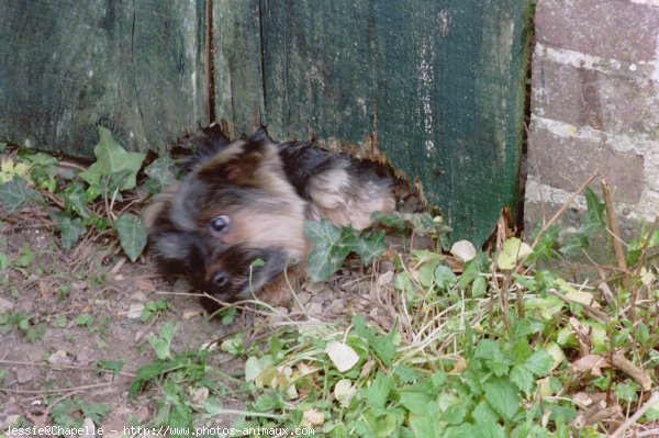 Photo de Yorkshire terrier