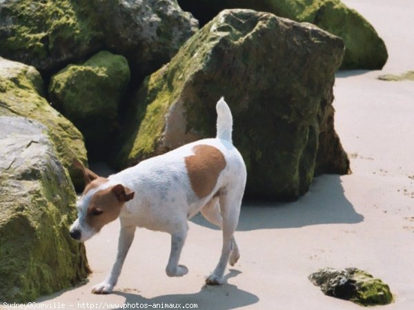 Photo de Jack russell terrier