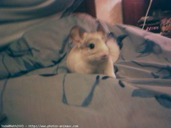 Photo de Chinchilla