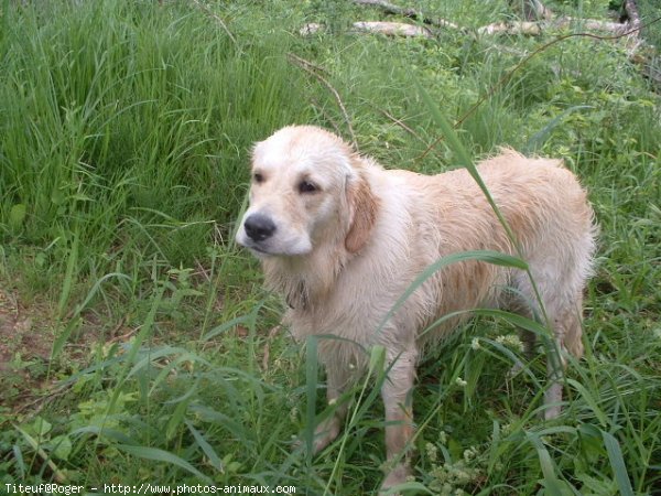 Photo de Golden retriever