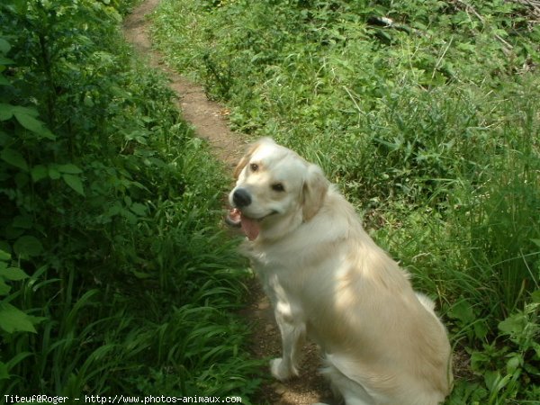 Photo de Golden retriever