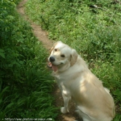 Photo de Golden retriever