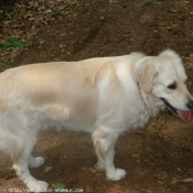 Photo de Golden retriever