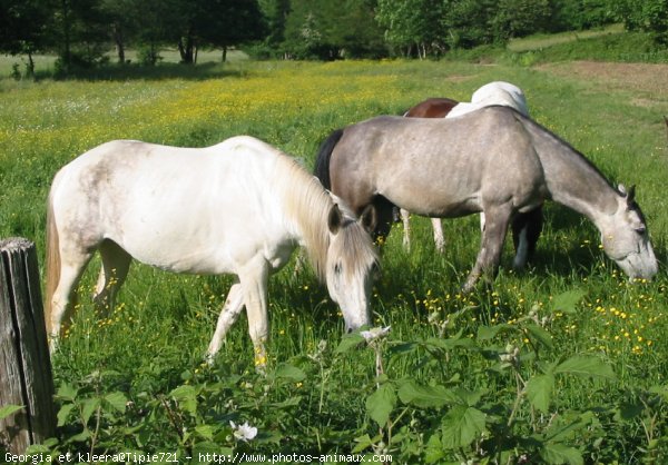 Photo de Races diffrentes