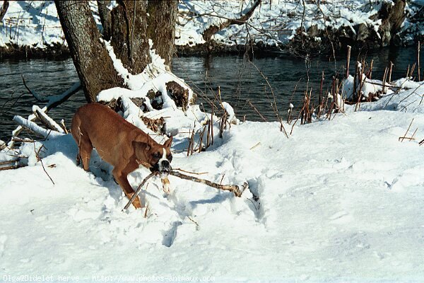 Photo de Boxer