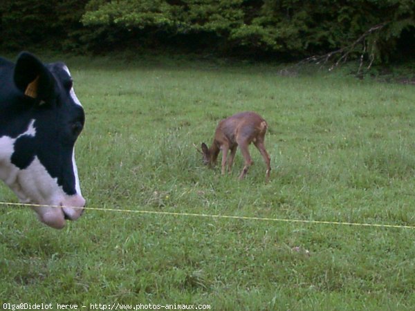 Photo de Races diffrentes