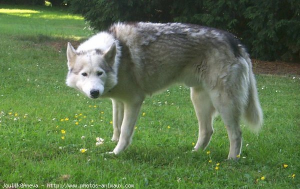 Photo de Husky siberien