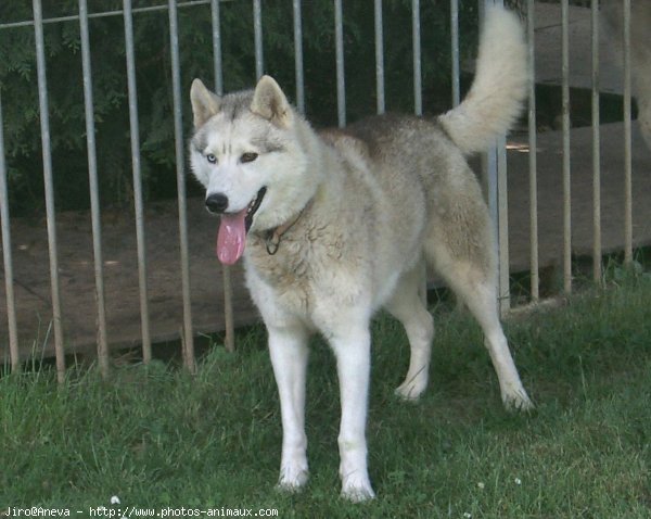 Photo de Husky siberien