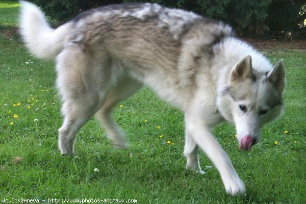 Photo de Husky siberien