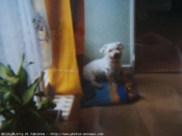 Photo de Bichon maltais