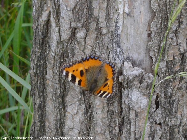 Photo de Papillon