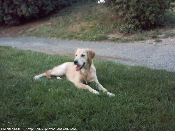 Photo de Golden retriever