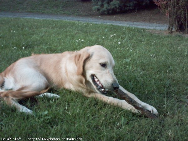 Photo de Golden retriever