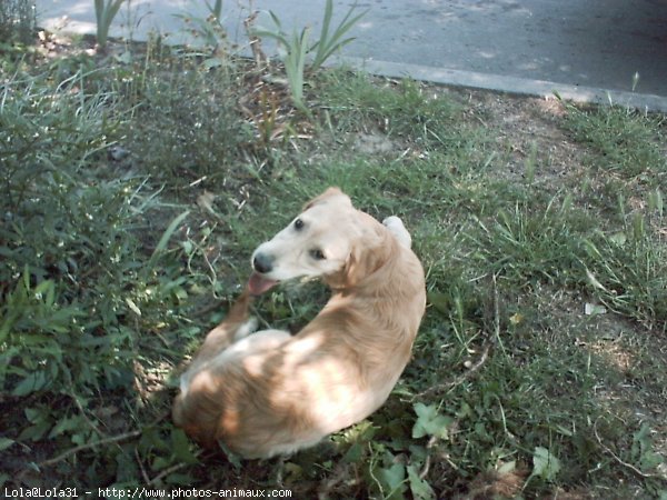 Photo de Golden retriever