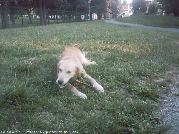 Photo de Golden retriever