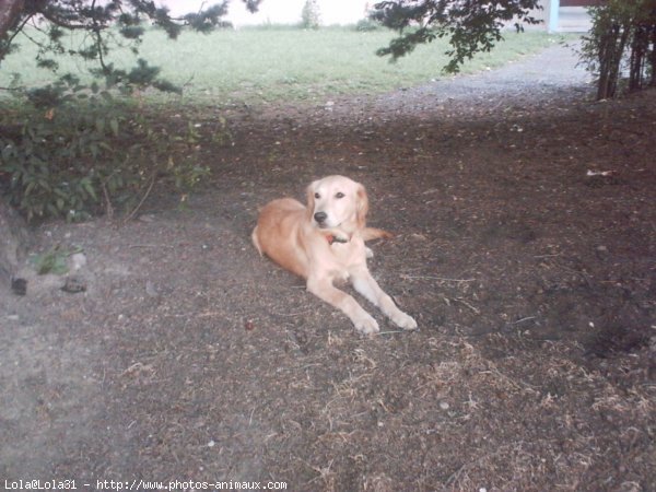 Photo de Golden retriever